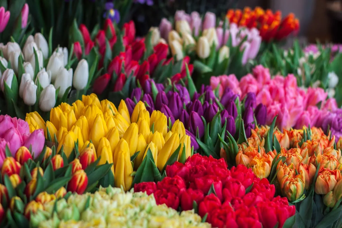 Ivoranellepurestudio