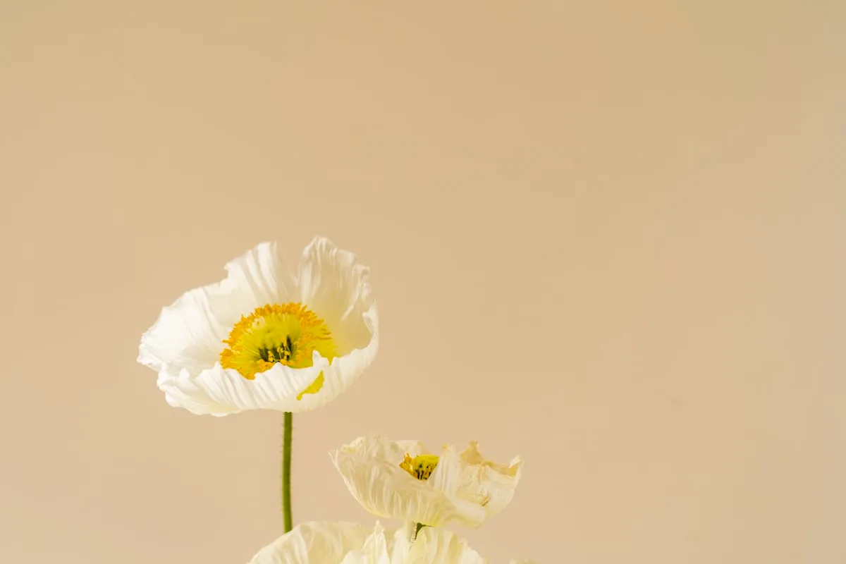 Ivoranellepurestudio